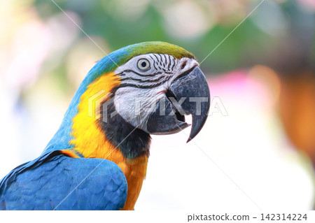 Blue and Gold Macaw Head Portrait Close Up with Colorful Bokeh Background 142314224