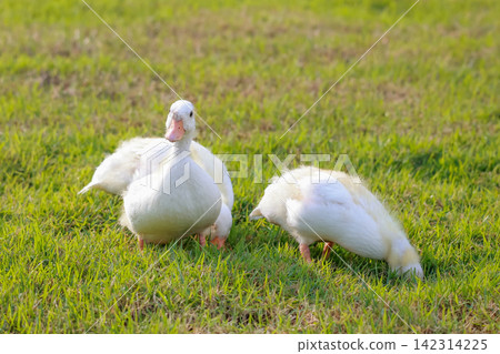 White Ducks Grazing Together on Fresh Green Grass Farm Field White Ducks Grazing Together on Fresh Green Grass Farm Field 142314225