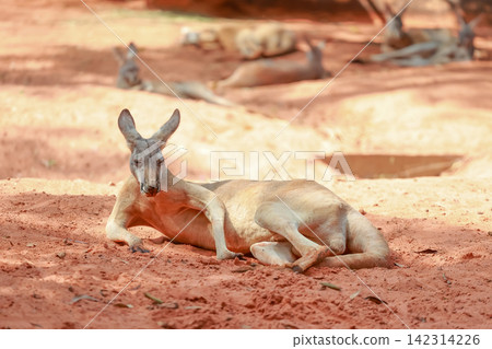 Red Kangaroo Resting on Red Sand with Other Kangaroos in Background Red Kangaroo Resting on Red Sand with Other Kangaroos in Background 142314226