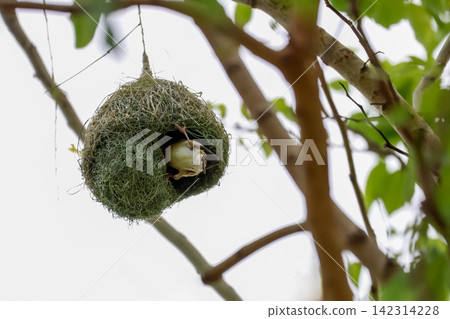 Baya Weaver Bird Emerging from Woven Nest Hanging on Tree Branch Baya Weaver Bird Emerging from Woven Nest Hanging on Tree Branch 142314228