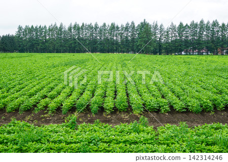 Soybean fields in the Tokachi Plain (near Kofuku Station) Soybean fields in the Tokachi Plain (near Kofuku Station) 142314246