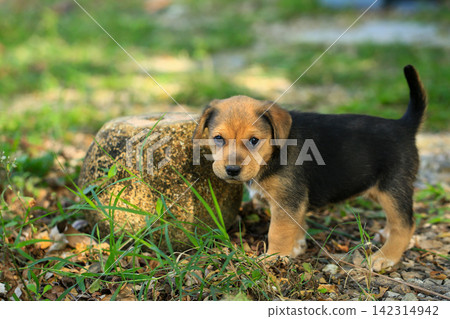 Cute Mixed Breed Puppies Playing Outdoors on Green Grass Cute Mixed Breed Puppies Playing Outdoors on Green Grass 142314942