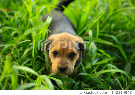 Cute Mixed Breed Puppies Playing Outdoors on Green Grass Cute Mixed Breed Puppies Playing Outdoors on Green Grass 142314948