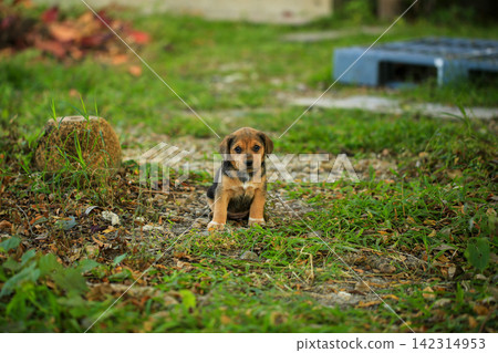 Cute Mixed Breed Puppies Playing Outdoors on Green Grass Cute Mixed Breed Puppies Playing Outdoors on Green Grass 142314953