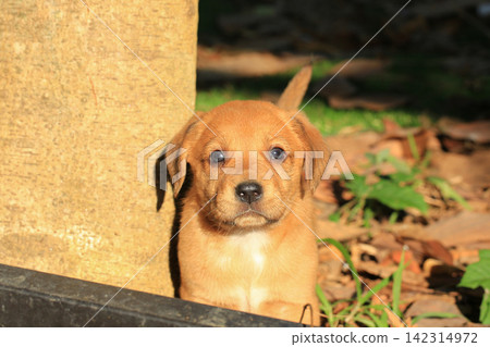 Cute Mixed Breed Puppies Playing Outdoors on Green Grass Cute Mixed Breed Puppies Playing Outdoors on Green Grass 142314972