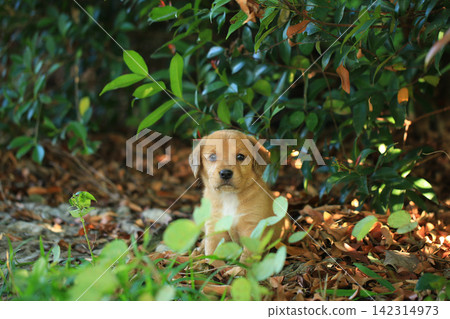 Cute Mixed Breed Puppies Playing Outdoors on Green Grass Cute Mixed Breed Puppies Playing Outdoors on Green Grass 142314973