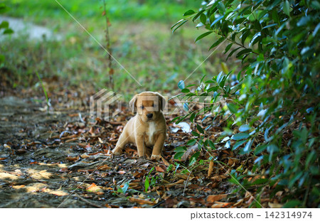 Cute Mixed Breed Puppies Playing Outdoors on Green Grass Cute Mixed Breed Puppies Playing Outdoors on Green Grass 142314974