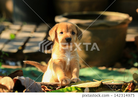 Cute Mixed Breed Puppies Playing Outdoors on Green Grass Cute Mixed Breed Puppies Playing Outdoors on Green Grass 142314975