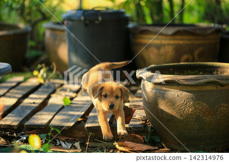 Cute Mixed Breed Puppies Playing Outdoors on Green Grass Cute Mixed Breed Puppies Playing Outdoors on Green Grass 142314976