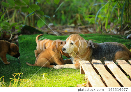 Cute Mixed Breed Puppies Playing Outdoors on Green Grass Cute Mixed Breed Puppies Playing Outdoors on Green Grass 142314977