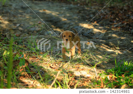 Cute Mixed Breed Puppies Playing Outdoors on Green Grass Cute Mixed Breed Puppies Playing Outdoors on Green Grass 142314981