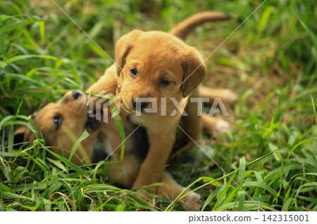 Cute Mixed Breed Puppies Playing Outdoors on Green Grass 142315001