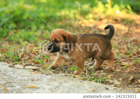 Cute Mixed Breed Puppies Playing Outdoors on Green Grass Cute Mixed Breed Puppies Playing Outdoors on Green Grass 142315011
