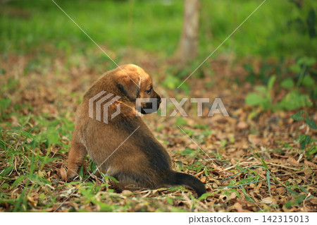 Cute Mixed Breed Puppies Playing Outdoors on Green Grass Cute Mixed Breed Puppies Playing Outdoors on Green Grass 142315013