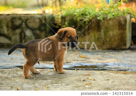 Cute Mixed Breed Puppies Playing Outdoors on Green Grass Cute Mixed Breed Puppies Playing Outdoors on Green Grass 142315014