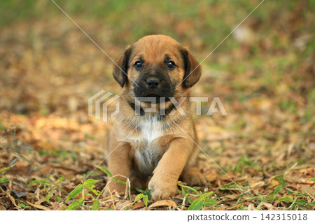 Cute Mixed Breed Puppies Playing Outdoors on Green Grass Cute Mixed Breed Puppies Playing Outdoors on Green Grass 142315018