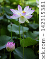 The beautiful lotus flower is celebrated as a symbol of purity and sanctity. 142315381