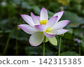 The beautiful lotus flower is celebrated as a symbol of purity and sanctity. 142315385
