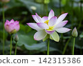 The beautiful lotus flower is celebrated as a symbol of purity and sanctity. 142315386