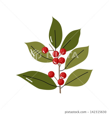 Winter botanical branch with smooth leaves and red berries isolated on white Winter botanical branch with smooth leaves and red berries isolated on white 142315630