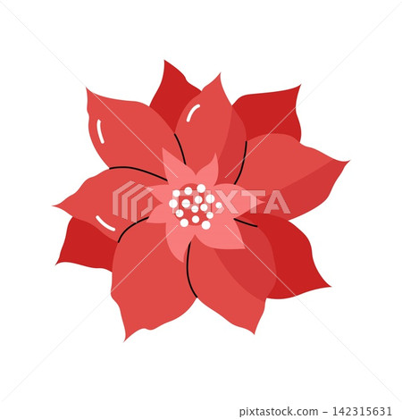 Red poinsettia flower christmas star isolated on white background Red poinsettia flower christmas star isolated on white background 142315631