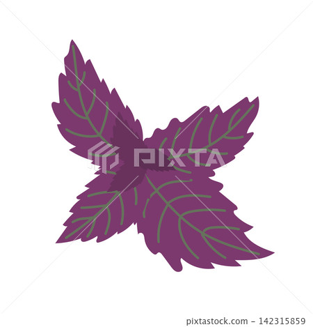 Fresh Purple Red Basil Leaves Illustration Fresh Purple Red Basil Leaves Illustration 142315859