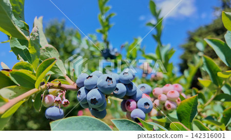 Ripening blueberries on a bush in a sunlit orchard in Sever do Vouga Ripening blueberries on a bush in a sunlit orchard in Sever do Vouga 142316001