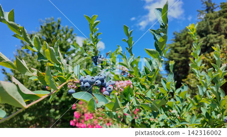 Ripe blueberries clustering on branches under bright sunlight with green leaves and a clear blue sky Ripe blueberries clustering on branches under bright sunlight with green leaves and a clear blue sky 142316002