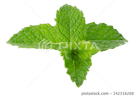 Fresh mint close up Fresh mint close up 142316208