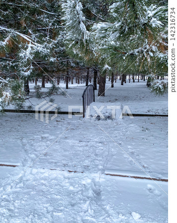 Snow Covered Pine Forest Path Snow Covered Pine Forest Path 142316734