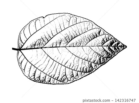 Detailed broad leaf skeleton with visible veins and central stem Detailed broad leaf skeleton with visible veins and central stem 142316747