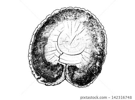 Dark edged tree trunk section with central rings and curved grain Dark edged tree trunk section with central rings and curved grain 142316748