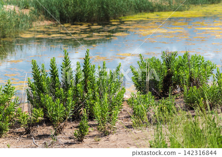 Young wetland plants growing along lagoon shoreline in Les Madrigueres nature reserve, Catalonia, Spain Young wetland plants growing along lagoon shoreline in Les Madrigueres nature reserve, Catalonia, Spain 142316844