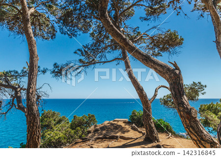 Mediterranean pine trees overlooking turquoise sea near Lloret de Mar on Costa Brava Mediterranean pine trees overlooking turquoise sea near Lloret de Mar on Costa Brava 142316845