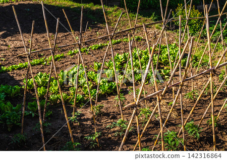 Traditional vegetable garden with bamboo supports and rows of lettuce seedlings growing in fertile soil, organic backyard farming Traditional vegetable garden with bamboo supports and rows of lettuce seedlings growing in fertile soil, organic backyard farming 142316864