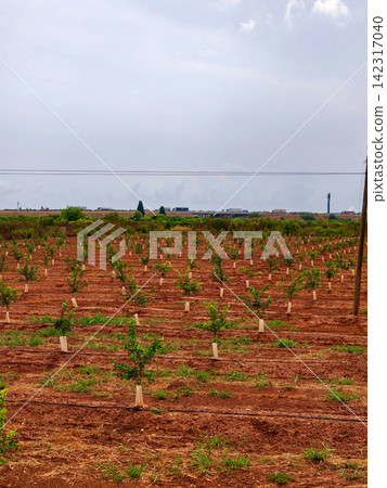 Young citrus trees growing in agricultural field in spain Young citrus trees growing in agricultural field in spain 142317040