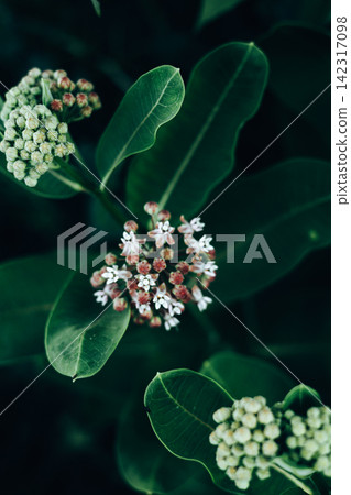 Delicate white wildflowers bloom against deep green foliage, captured in soft natural light with a dark blurred background. The botanical closeup creates an atmospheric, elegant nature scene at dusk. Delicate white wildflowers bloom against deep green foliage, captured in soft natural light with a dark blurred background. The botanical closeup creates an atmospheric, elegant nature scene at dusk. 142317098