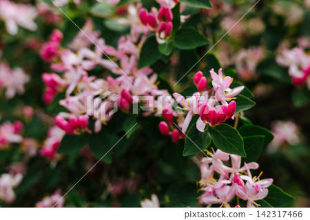 Pink honeysuckle flowers blooming in spring garden with soft natural light and green leaves in background. Delicate seasonal flowers. Garden nature. 142317466