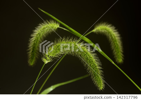 Green foxtail close-up Green foxtail close-up 142317796