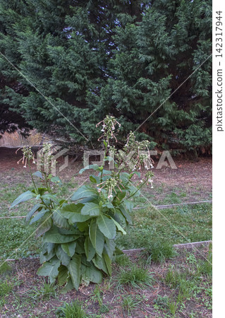 Cultivated Tobacco Plant Nicotiana tabacum With Large Leaves and Flowers Cultivated Tobacco Plant Nicotiana tabacum With Large Leaves and Flowers 142317944