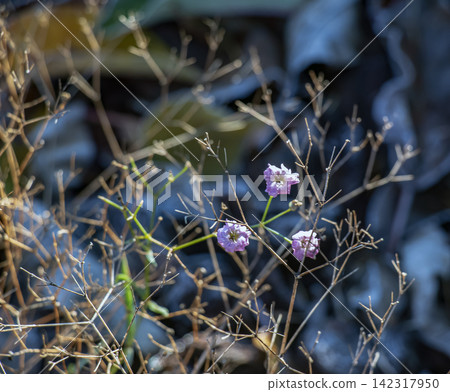 Double Pink Gypsophila Flowers Blooming Among Dry Autumn Stems 142317950