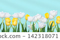 Spring Tulips Banner with copy space 142318071