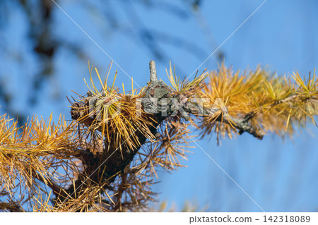 Pruned Japanese Larch Branch with Golden Needle Clusters Pruned Japanese Larch Branch with Golden Needle Clusters 142318089