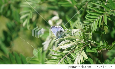 一隻雄性藍色蝴蝶停在克拉拉花上。 一隻雄性藍色蝴蝶停在克拉拉花上。 142318096
