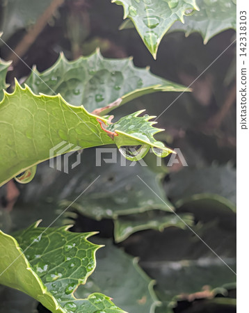 Large raindrops glistening on leaves after the rain / Close-up image expressing fresh greenery and nature Large raindrops glistening on leaves after the rain / Close-up image expressing fresh greenery and nature 142318103