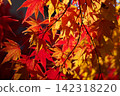 楓葉離開了紅葉 142318220