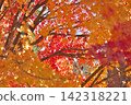 鮮紅的秋葉 142318221