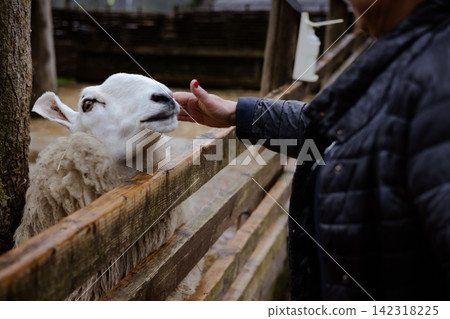 Person gently touching a sheep at a small farm, creating a warm connection between human and animal. Rustic outdoor setting conveys animal care, rural life, farming, kindness and sustainable living. Person gently touching a sheep at a small farm, creating a warm connection between human and animal. Rustic outdoor setting conveys animal care, rural life, farming, kindness and sustainable living. 142318225
