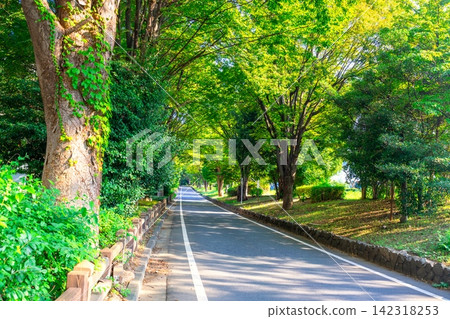 Kawagoe Road (Old Highway), Fujimino City, Saitama Prefecture Kawagoe Road (Old Highway), Fujimino City, Saitama Prefecture 142318253