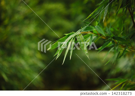 Close up of green bamboo like leaves against a softly blurred forest background. Selective focus and green tones create a peaceful natural scene with elegant botanical atmosphere outdoors in nature!! Close up of green bamboo like leaves against a softly blurred forest background. Selective focus and green tones create a peaceful natural scene with elegant botanical atmosphere outdoors in nature!! 142318273